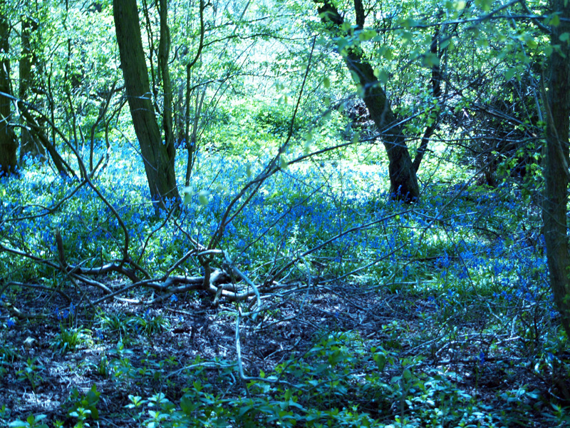 bluebells