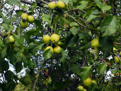 crab apple