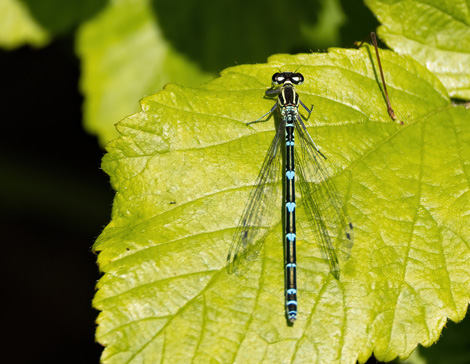 damselfly