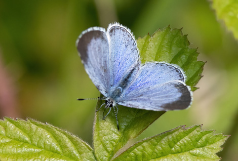 holly blue