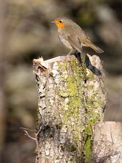 robin