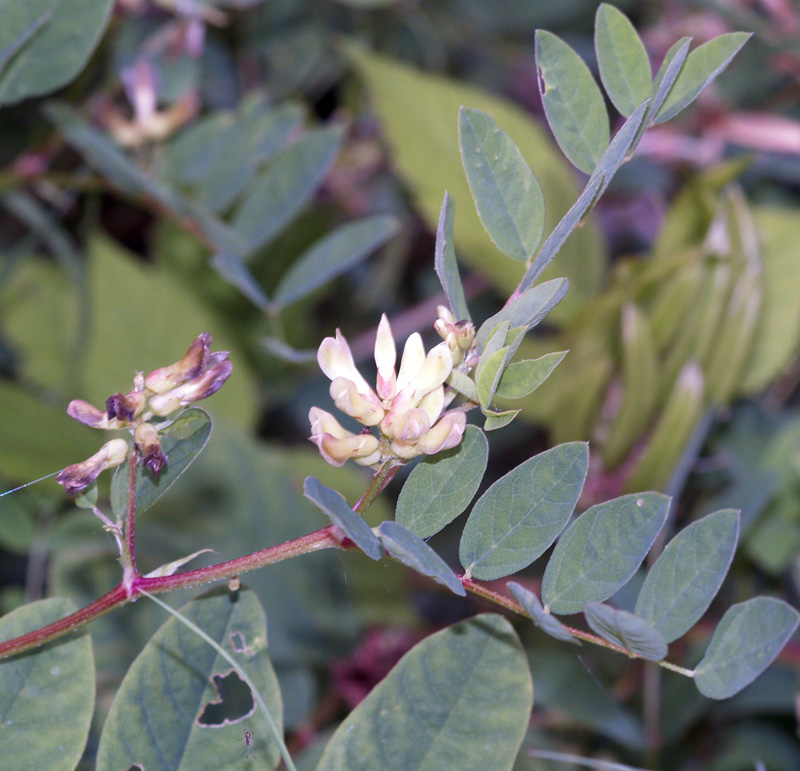 wild liquorice