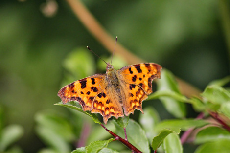 Spring butterflies