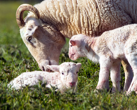 sheep & lambs