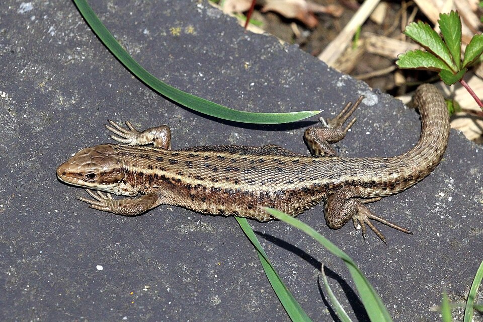 lizard