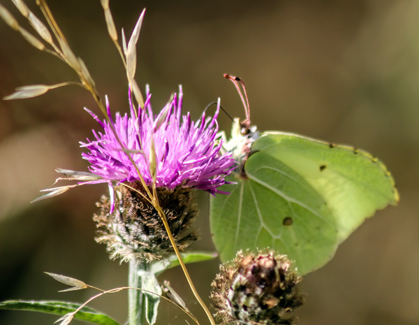 brimstone