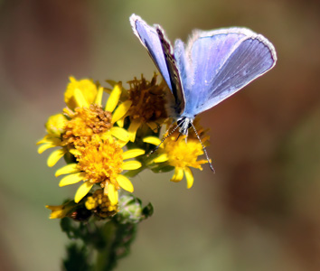 Common Blue