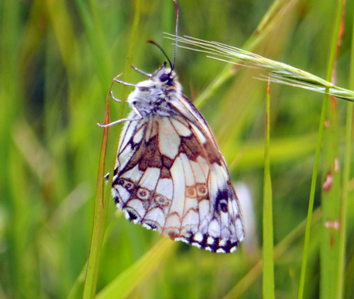marbled white - ng dc