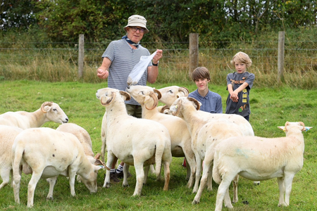 meet-sheep
