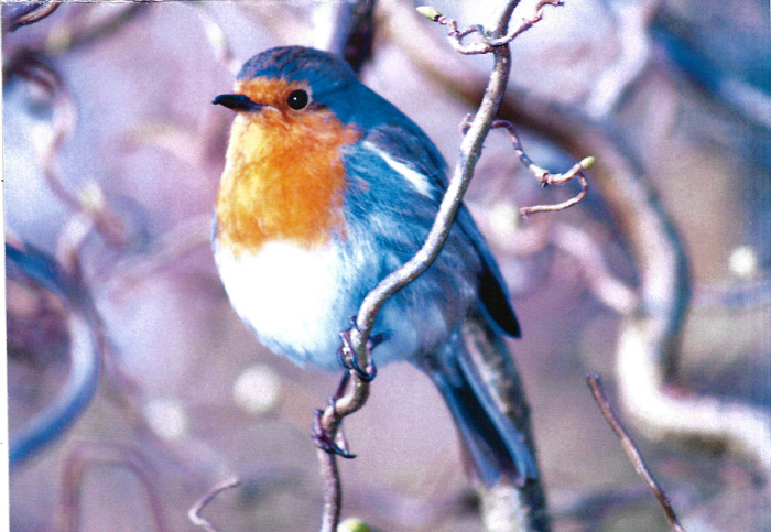 Robin