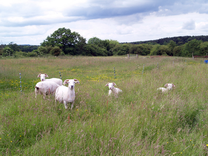 The Noakes Grove sheep: Wiltshire Horn ewes